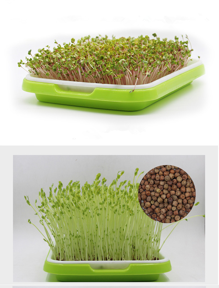 seedling tray for hydroponic vegetable