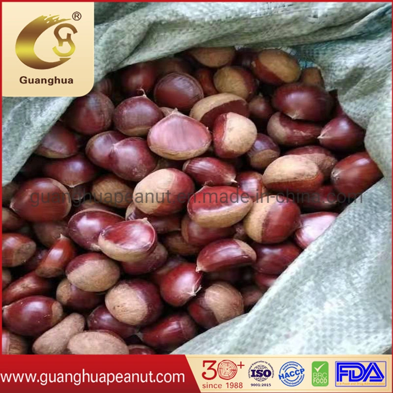 Hot Sales Fresh Chestnut for Roasting Use