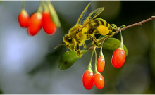Natural  raw goji bee honey new crop