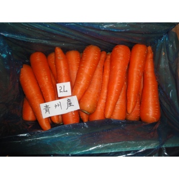 Günstigen Preis frische süße Karotte