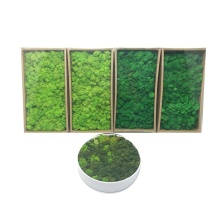Real Forest Stabilized Artificial Irish Reindeer Preserved Moss
