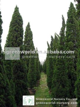 Juniperus chinensis 3m to 4m overal height