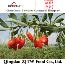 at Discount Fresh Goji Berries