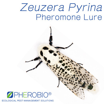 Pheromone Lure for Zeuzera Pyrina (Leopard Moth), Sex Pheromone Bait & Pheromone Trap for Zeuzera Pyrina