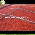 Factory Supply Fruits Torkad 150 180 Goji Berry