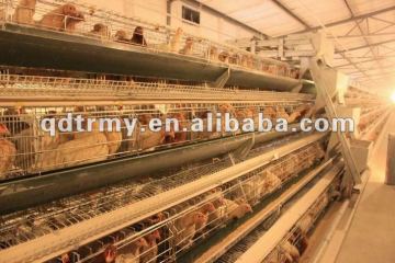 Automatic chicken raising system