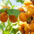 Garniture de tarte aux abricots fraîche