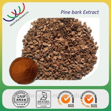 Free samples pine bark extract 95% Procyanidins opc , high quality pine bark extract 95%