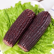 Black Sweet Corn