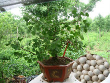 Top Quality Ginkgo seeds Supplier Tree Seeds For Growing
