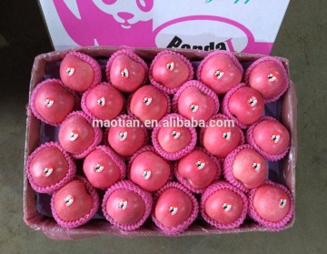 Fresh Apple Fuji Best Sell In Mumbai India