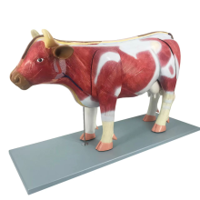 Cattle anatomy model