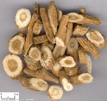 Top Quality Indigowoad Root