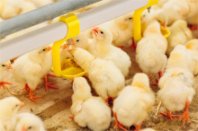 Broiler drinking system