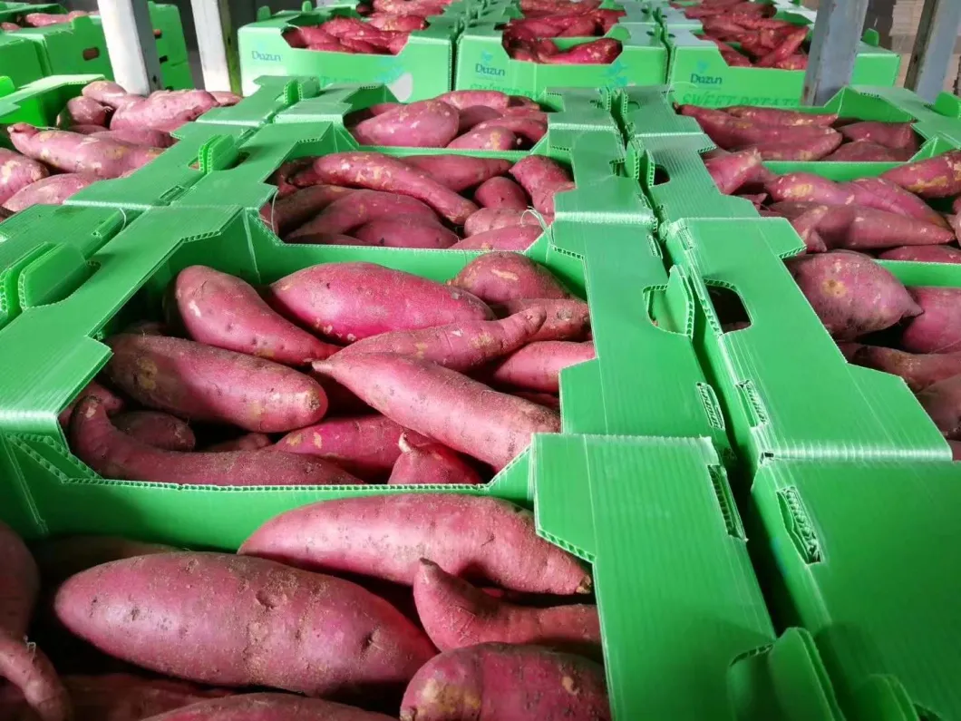 Fresh Sweet Potato China High Quality