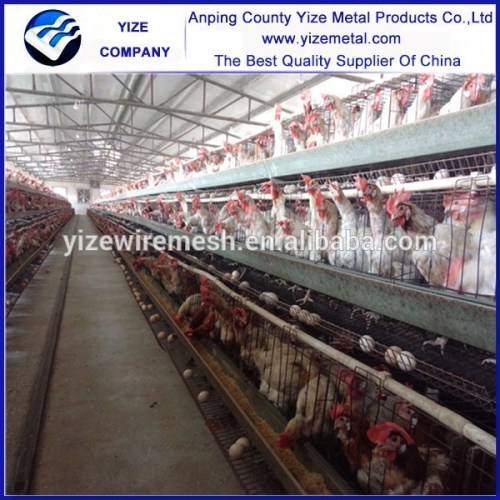 120 birds egg laying chicken cage/l Battery Hen Cage