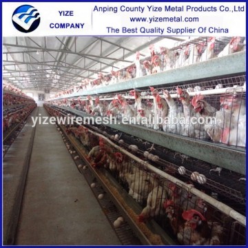 80 dollars U type frame chicken brooder cage for Tanzania Uganda poultry farm