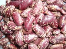 2018 New BEANS Types of Kidney Beans