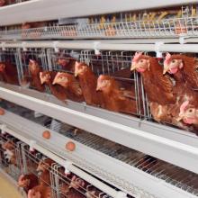 layer chicken cage system for sale