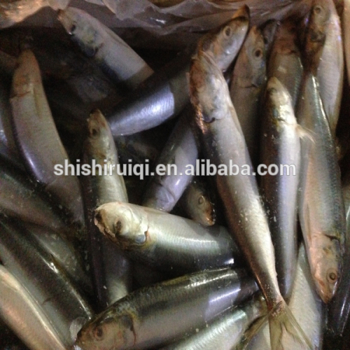 Canned fish sardines frozen oil sardine from oil sardines factory