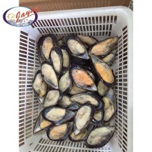 Wholesale from China high quality raw cooked frozen half shell mussel