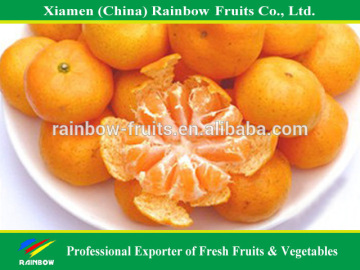 Baby Mandarin Orange / Nanfeng Orange /Fresh Mandarin Orange