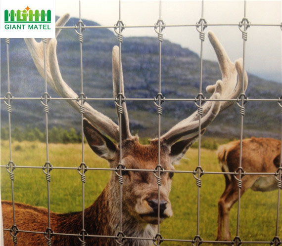 Glavanized PVC Coated Field Fence Deer Farm Fence