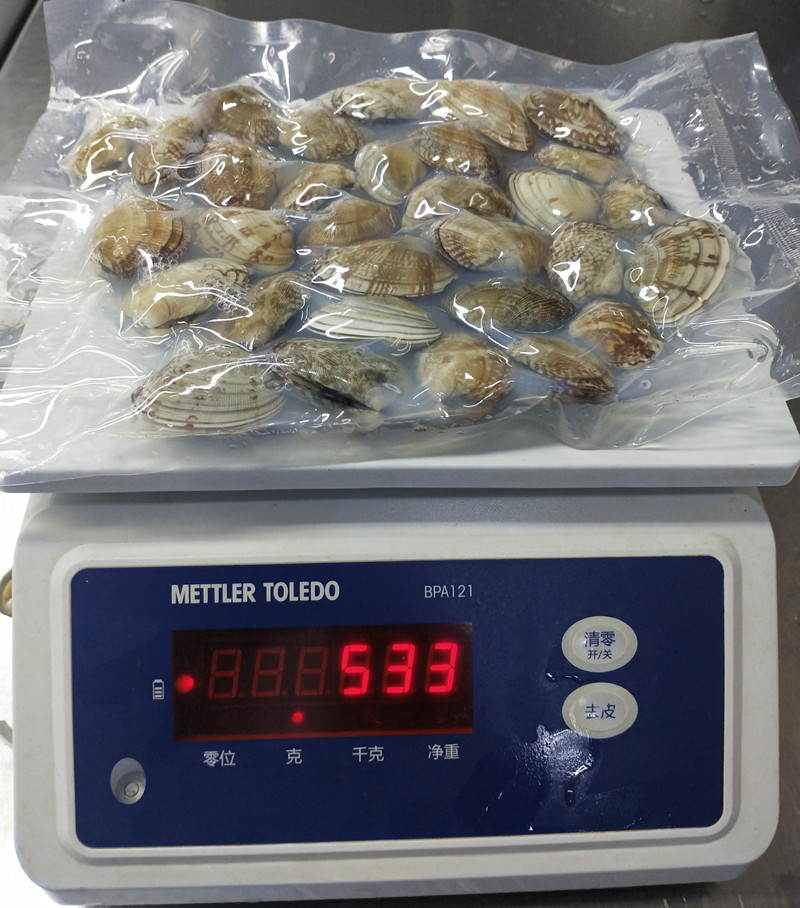 2021 new season short necked clam in shell