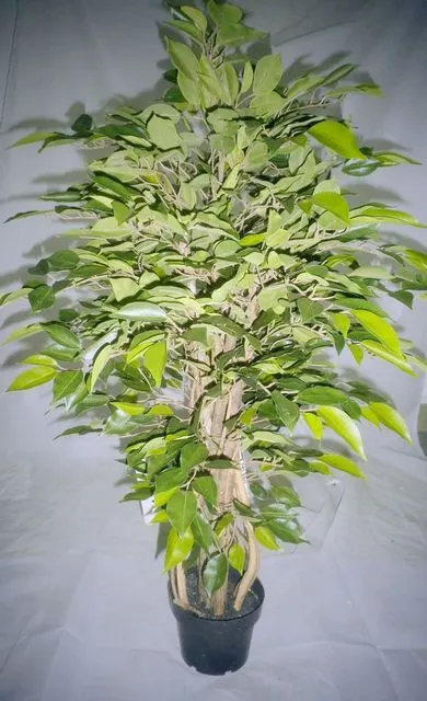 Artificial Plant Ficus Tree in Potted for Super Market Decoration (50339)