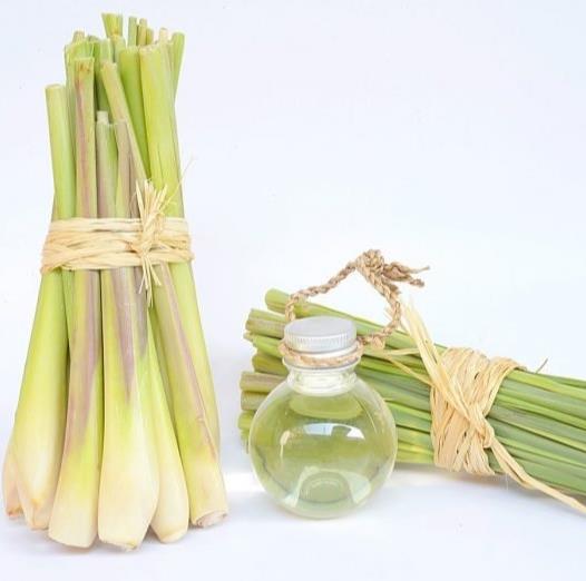 Olio essenziale di citronella biologico puro