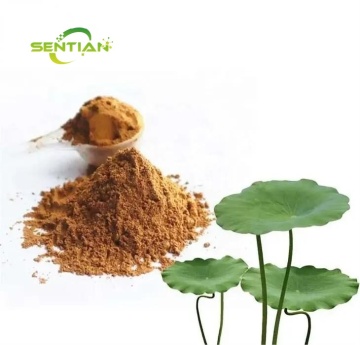 Natural Herb Extract Lotus Leaf Extract 98% Nuciferine