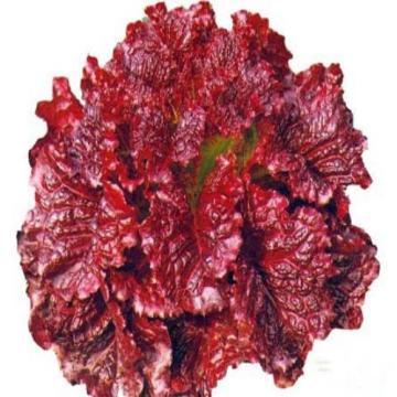 Chinese Best Hybrid F1 Red Loose Leaf Lettuce Seeds For Sale
