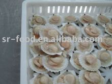 frozen scallop