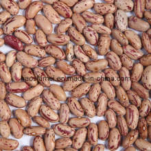 2014 New Crop Light Speckled Kidney Beans Long Shape (LSKB)
