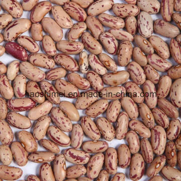 2014 New Crop Light Speckled Kidney Beans Long Shape (LSKB)