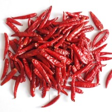 Chao Tian Chilli