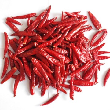 Chao Tian Chilli