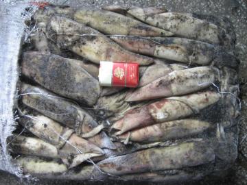 [Ommastrepes Bartrami ] Frozen North Pacific Squid1000-2000g