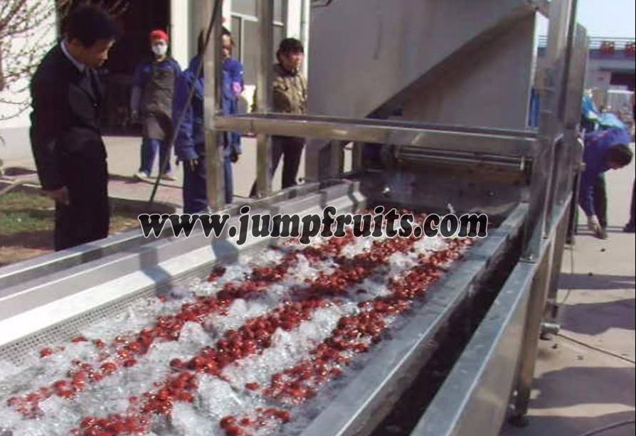 dates palm processing drying machine with turn key solution