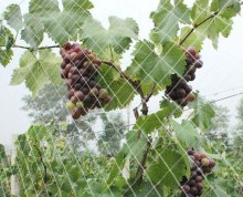 Plastic Vineyard Bird Netting