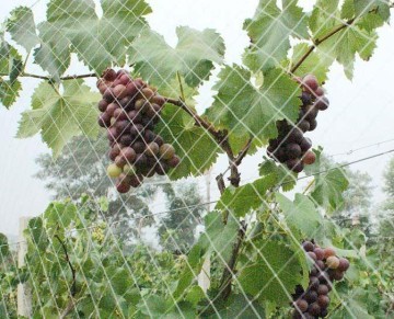 Bird Barrier Netting