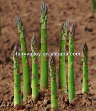 Growin White Purple Green Asparagus Seeds