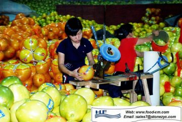 juicy sweet pomelo shaddock for sale