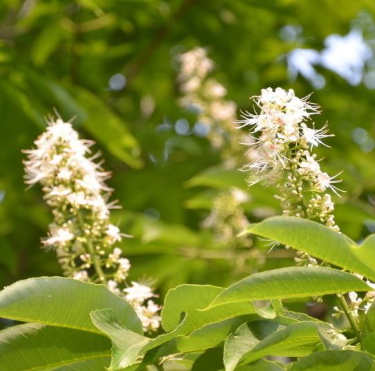 niaouli Melaleuca quinquenervia var. cineole oil