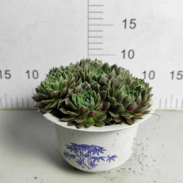 Nhà máy sản xuất cây sempervivum