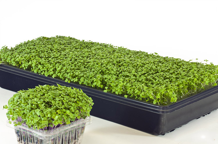 Plastic Seeding Tray Of Hydroponic System