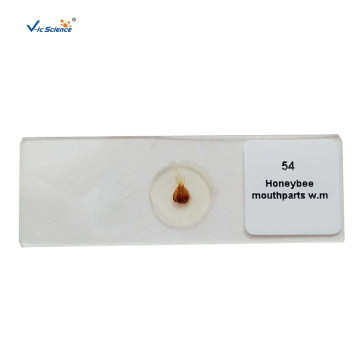 Paramecium Microscope Slides Of Zoology Set