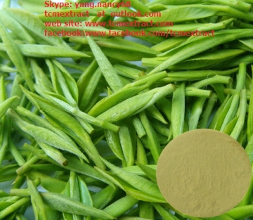 Green Tea Extract(Polyphenol 98%,Catechins 80%,EGCG 70%,Caffeine 0.5%)/CAS 989-51-5