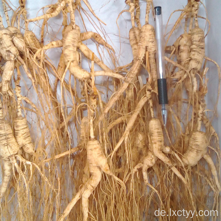 wilder Ginseng-Gesundheitstee