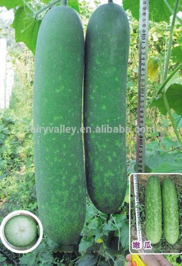 Hybrid small wax gourd seeds for Growing-Luscious 02